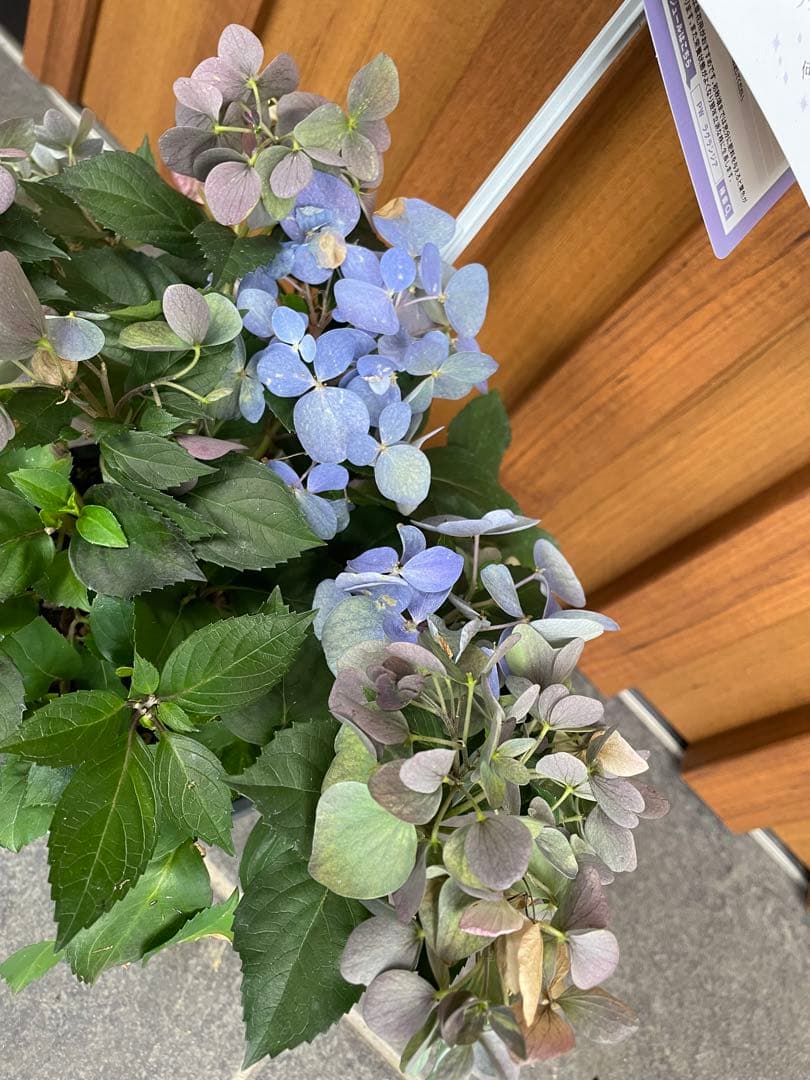 【花苗】5号大苗 PW 正規品 ラグランジア クリスタルヴェール2　現品発送　③