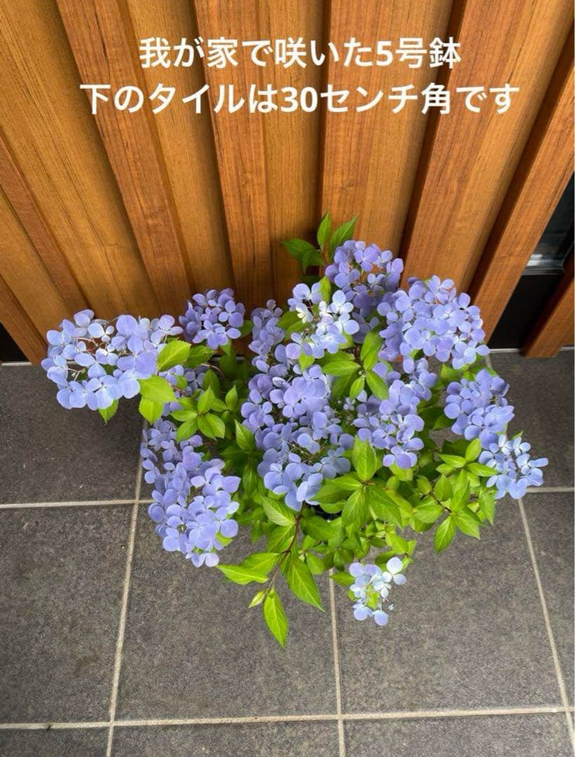 【花苗】5号大苗 PW 正規品 ラグランジア クリスタルヴェール2　現品発送　③