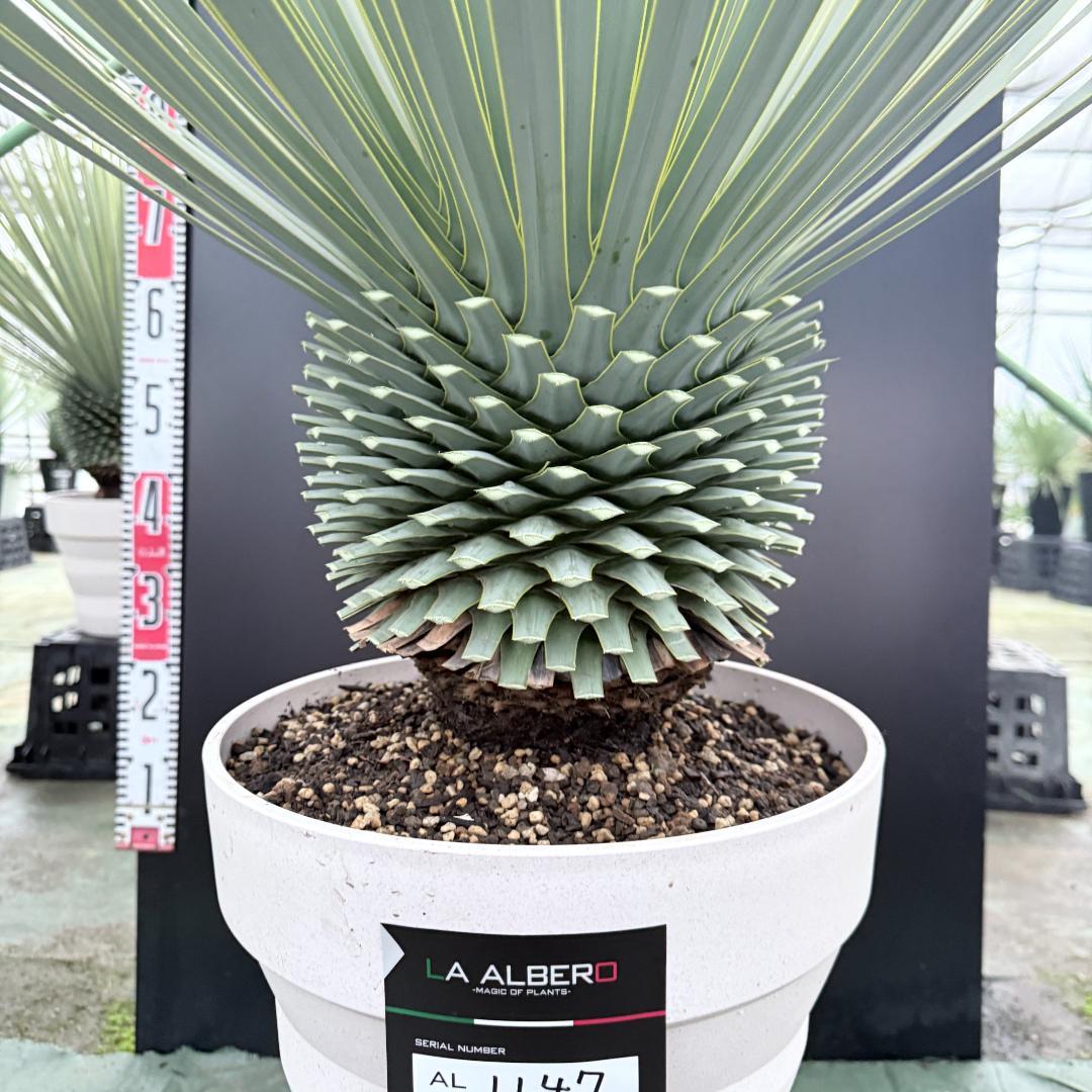 【AL1147】ユッカ　ロストラータ　ホワイト個体　【ALBEROホワイト祭り】