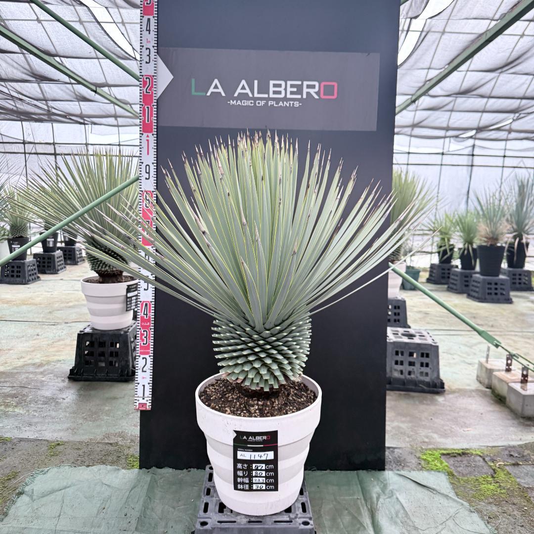 【AL1147】ユッカ　ロストラータ　ホワイト個体　【ALBEROホワイト祭り】