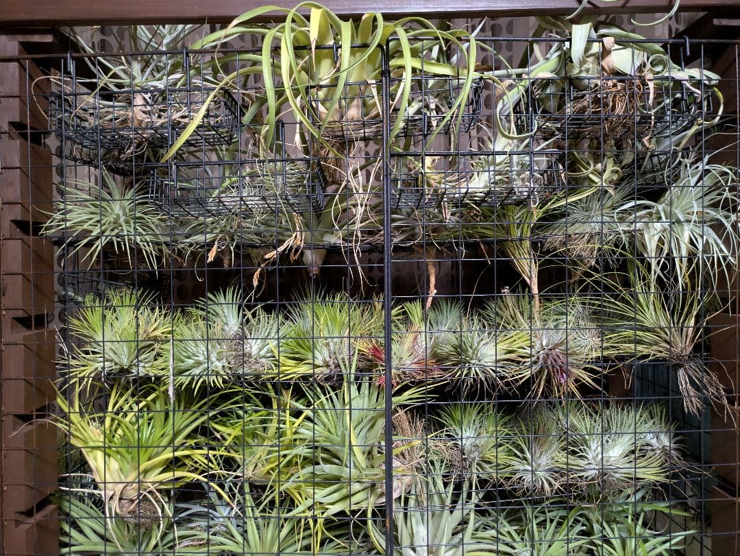 塚*龍様 ティランジア　エアプランツ　【100個〜まとめ売り】