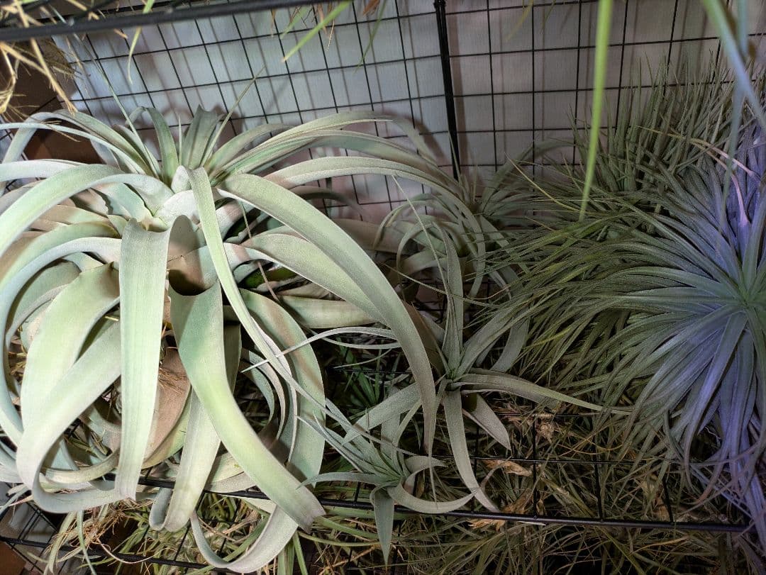 塚*龍様 ティランジア　エアプランツ　【100個〜まとめ売り】