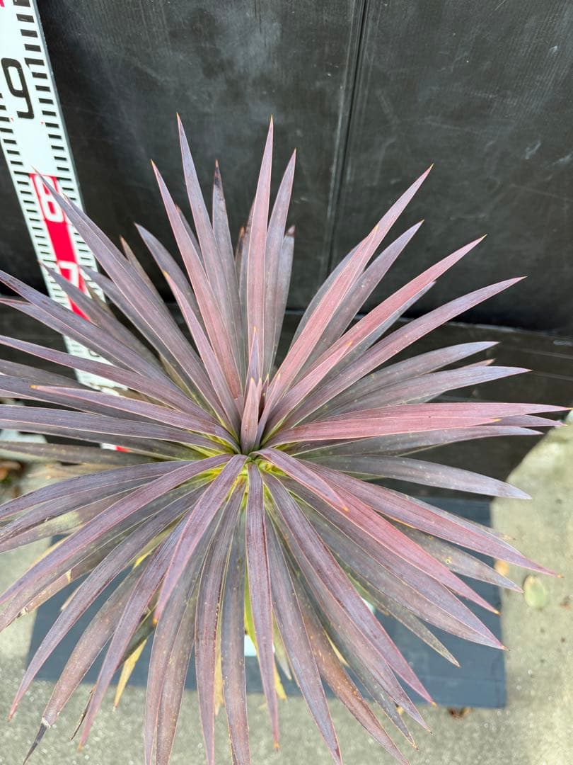 ユッカ デスメティアナ　約90cm 紫色と緑色の葉