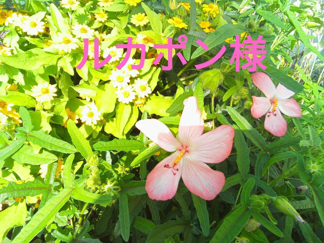 ルカポンページ☆