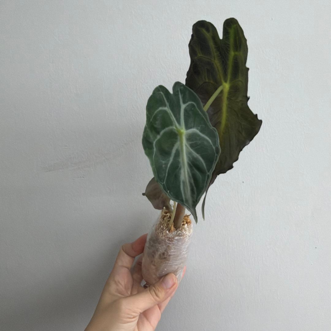 アロカシア ヴェノム Alocasia 'Venom' 管理番号m90