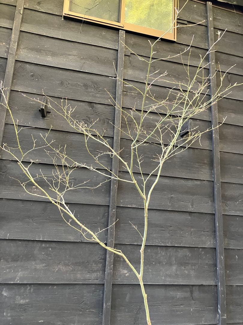 20 山採りイロハモミジ