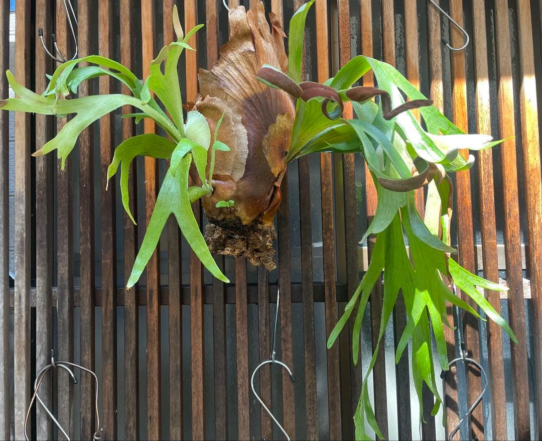 【現物出品・レア種超超超特大株】ビカクシダ・フーンシキ　親株・大株