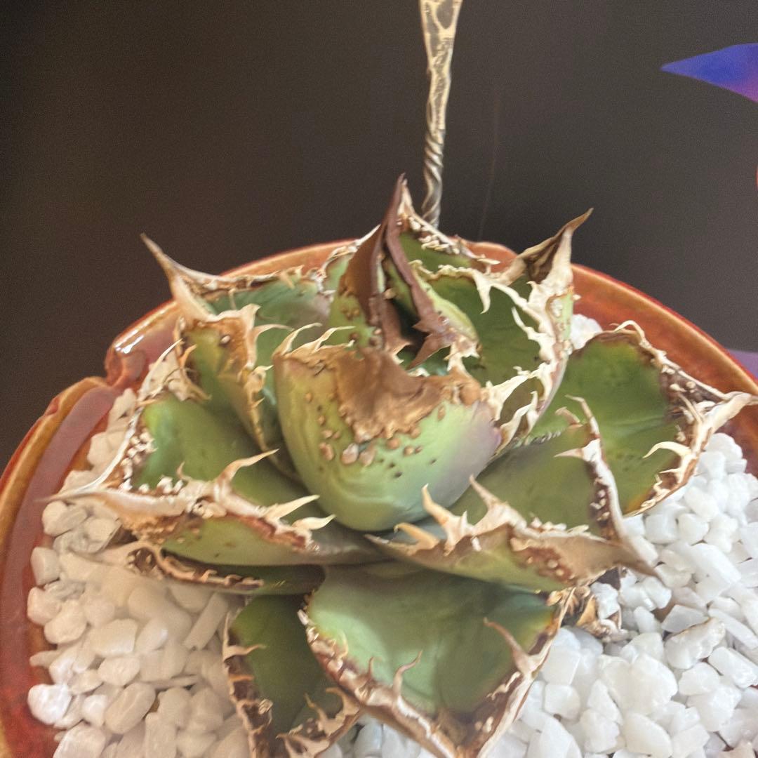 中型アガベ 麻花