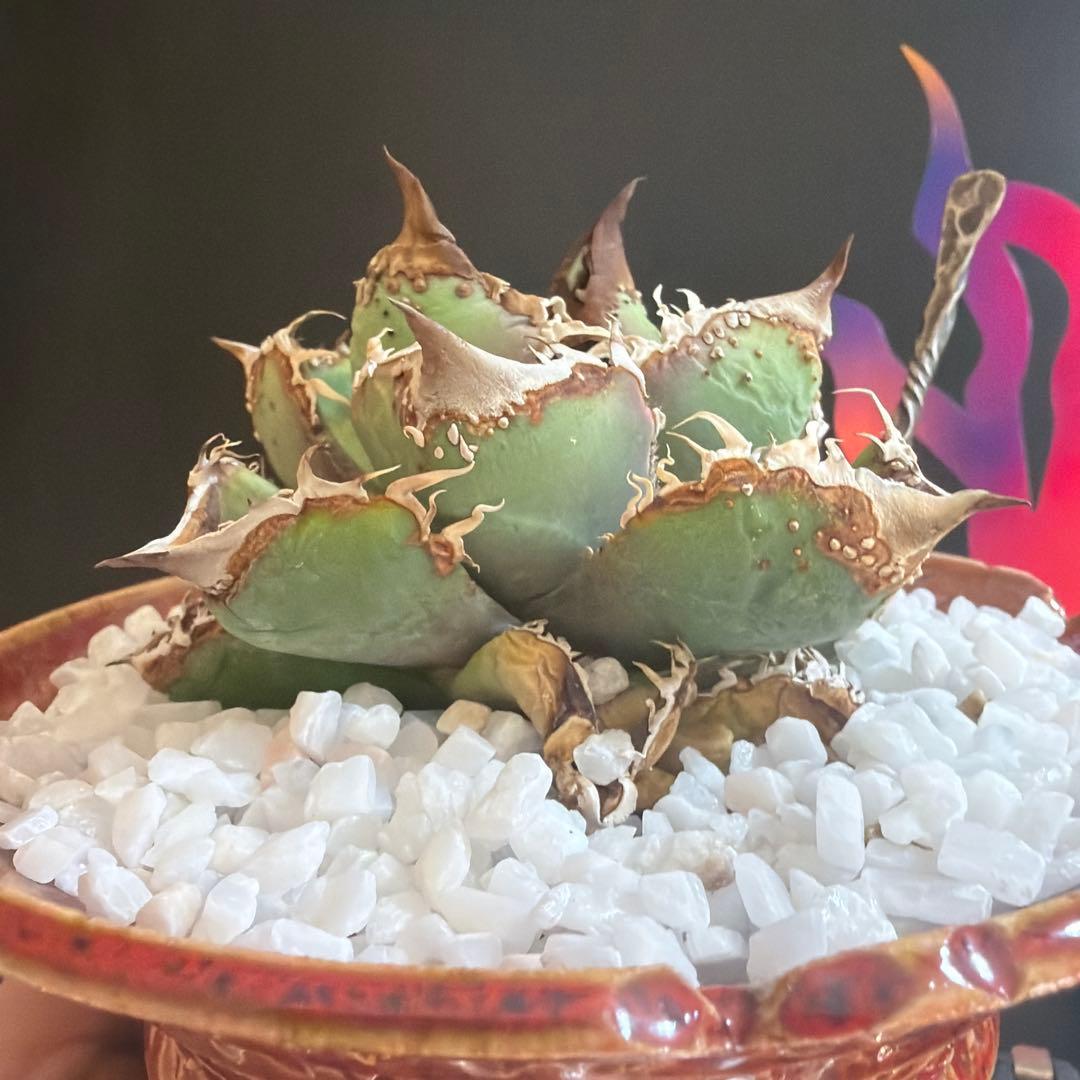 中型アガベ 麻花