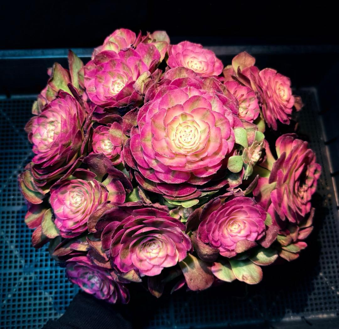 新入荷　超レア新品種　アエオニウム　紅豆錦(ブーケ群生) 法師錦　超大品