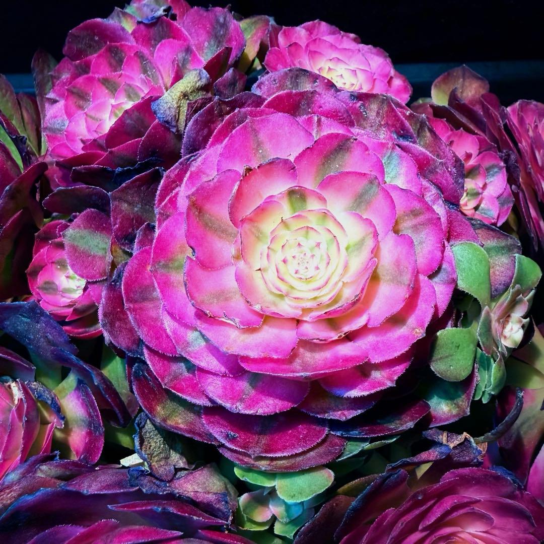 新入荷　超レア新品種　アエオニウム　紅豆錦(ブーケ群生) 法師錦　超大品