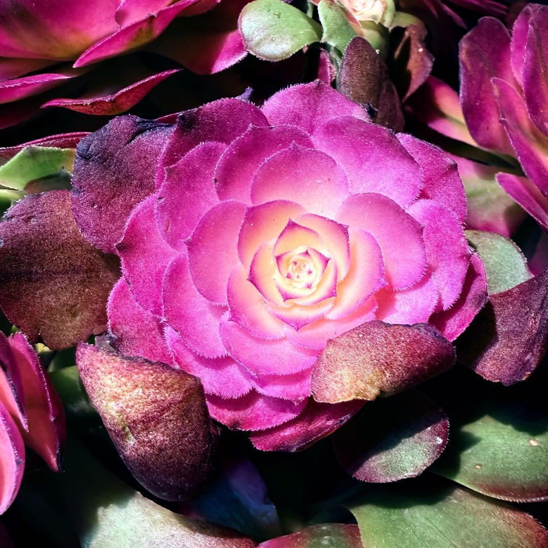 新入荷　超レア新品種　アエオニウム　紅豆錦(ブーケ群生) 法師錦　超大品