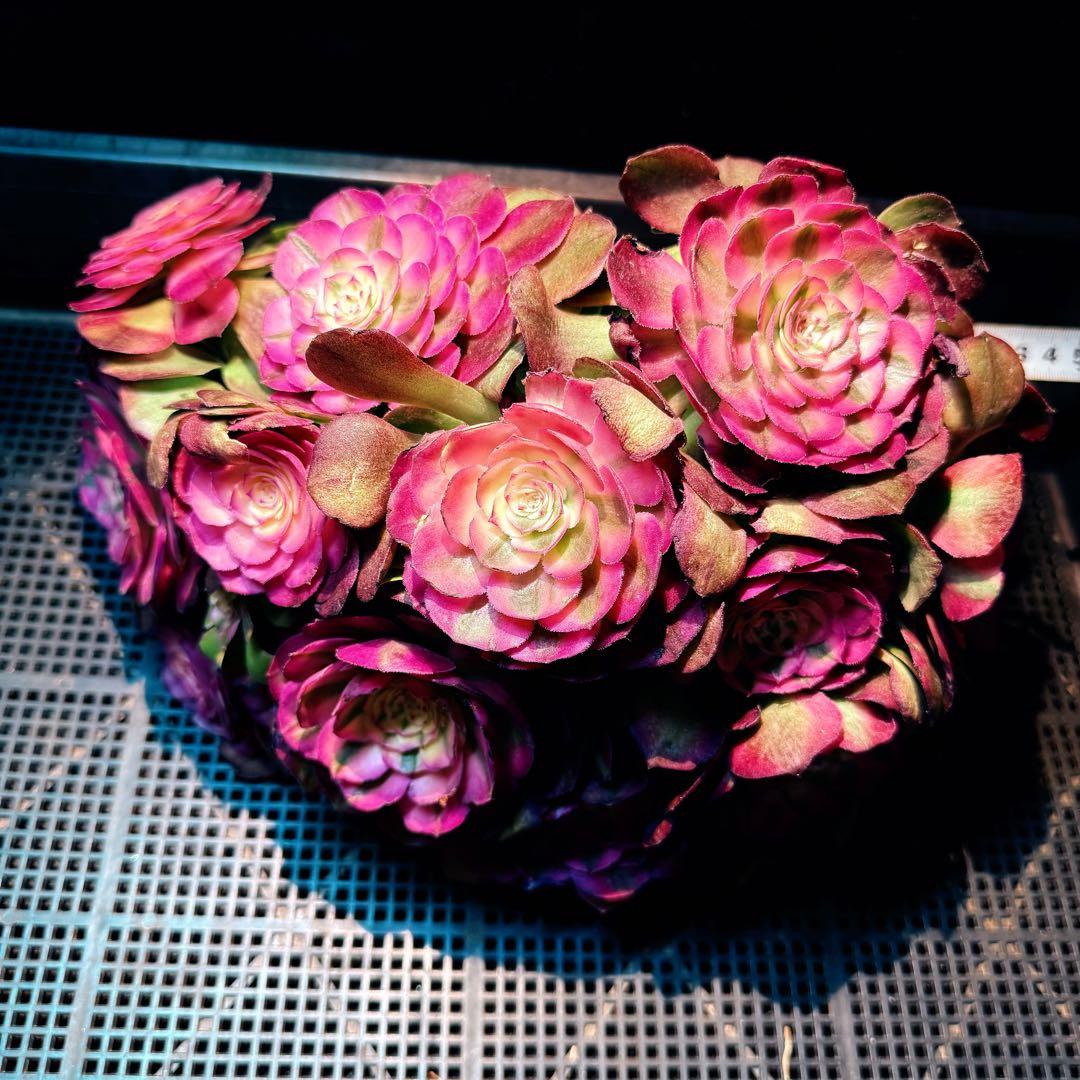 新入荷　超レア新品種　アエオニウム　紅豆錦(ブーケ群生) 法師錦　超大品