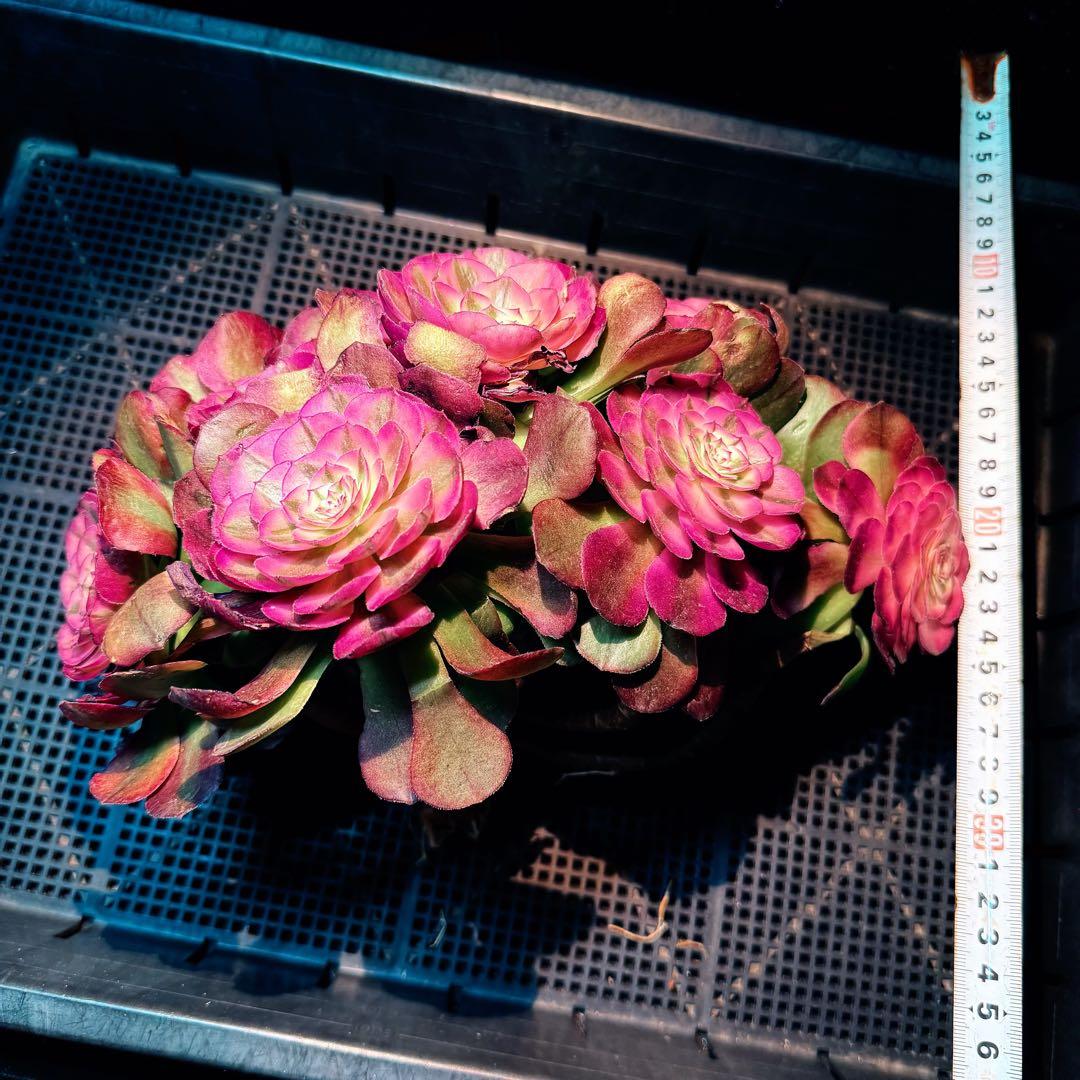 新入荷　超レア新品種　アエオニウム　紅豆錦(ブーケ群生) 法師錦　超大品