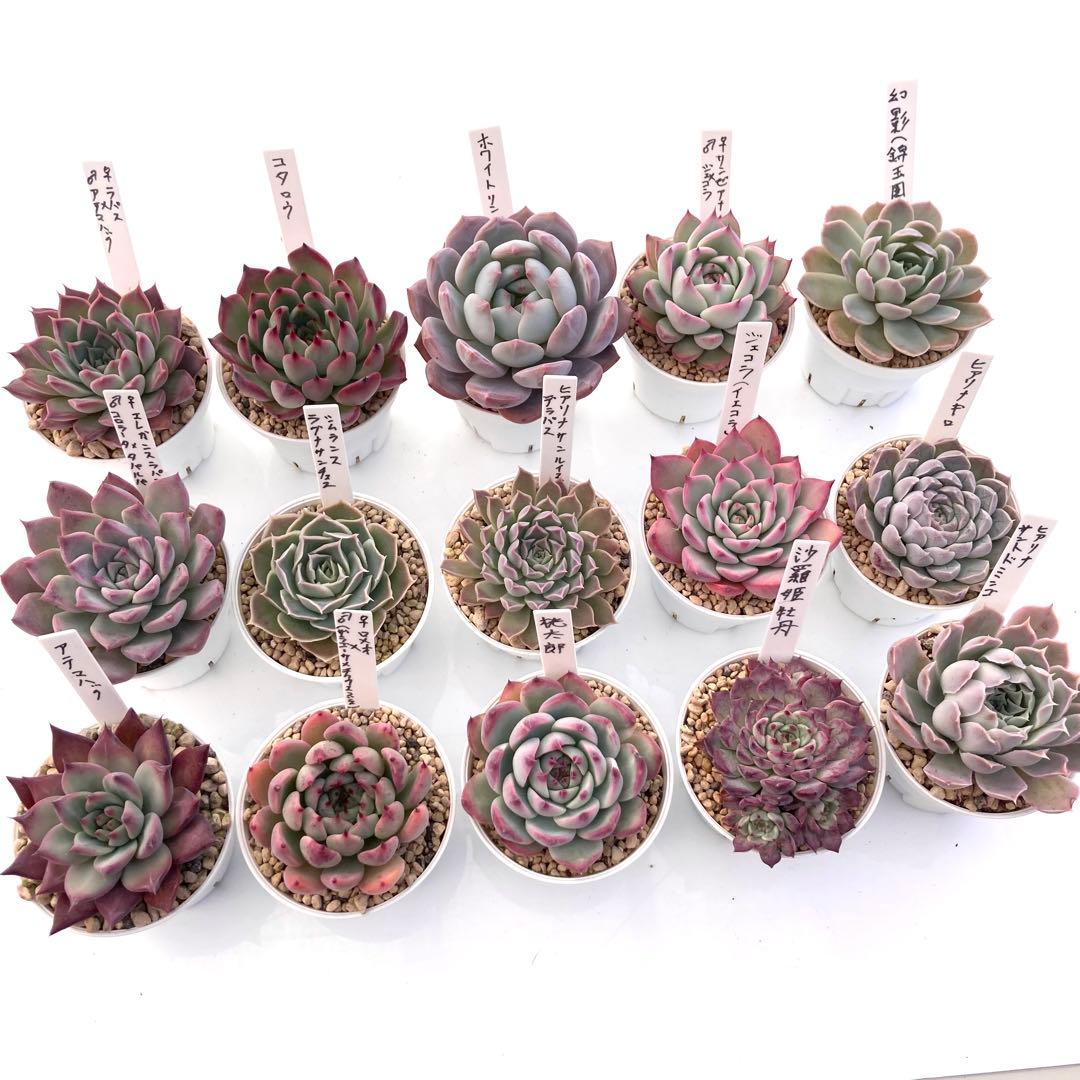 ル*ン様 エケベリア 15種類まとめ売り 多肉 桃太郎 ジェコラ アテマハック