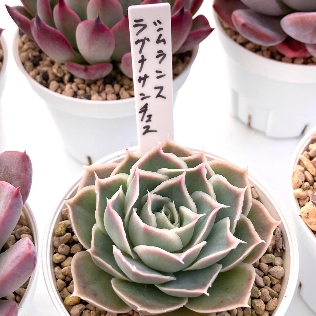 ル*ン様 エケベリア 15種類まとめ売り 多肉 桃太郎 ジェコラ アテマハック
