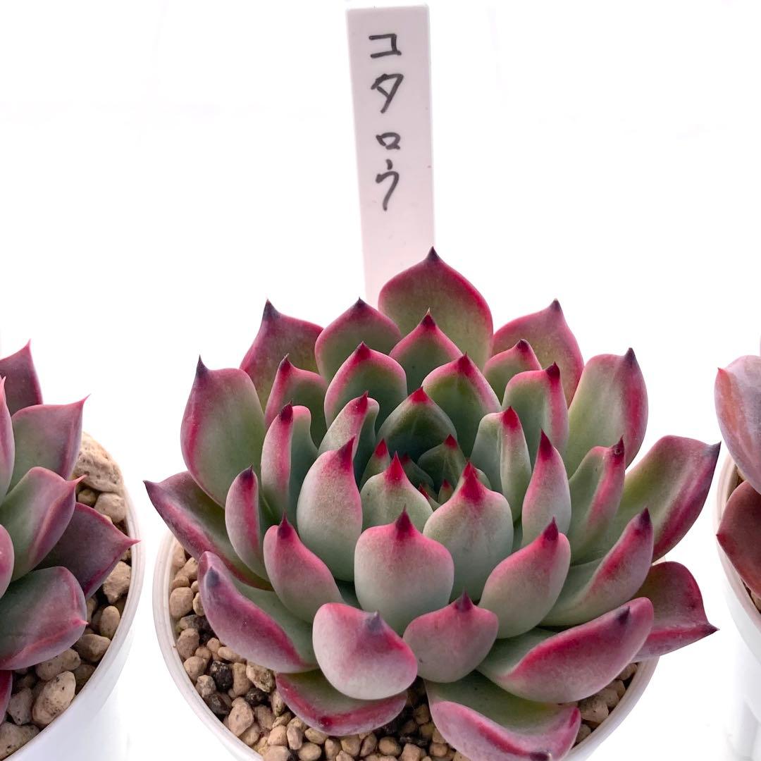 ル*ン様 エケベリア 15種類まとめ売り 多肉 桃太郎 ジェコラ アテマハック