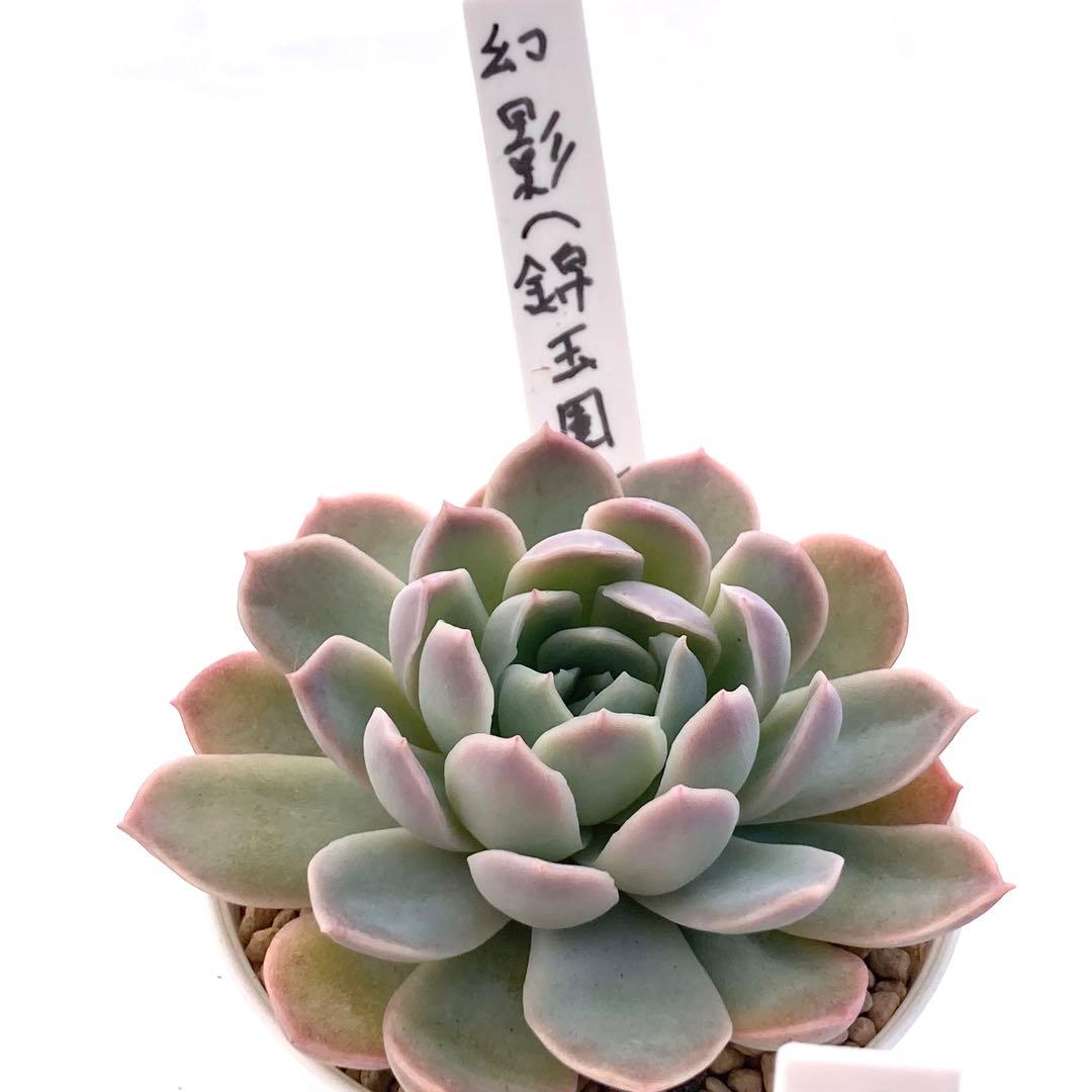 ル*ン様 エケベリア 15種類まとめ売り 多肉 桃太郎 ジェコラ アテマハック