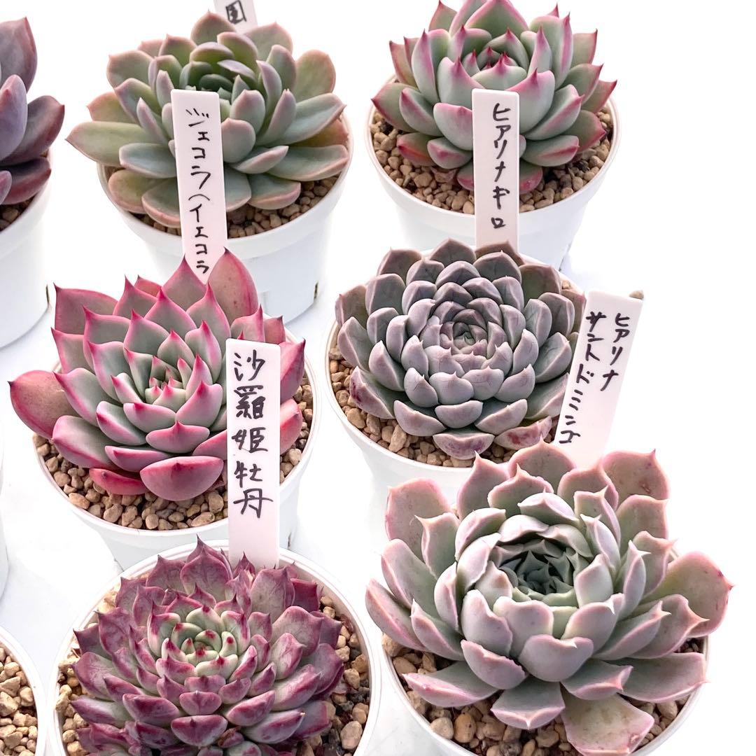 ル*ン様 エケベリア 15種類まとめ売り 多肉 桃太郎 ジェコラ アテマハック