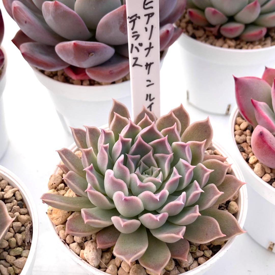 ル*ン様 エケベリア 15種類まとめ売り 多肉 桃太郎 ジェコラ アテマハック