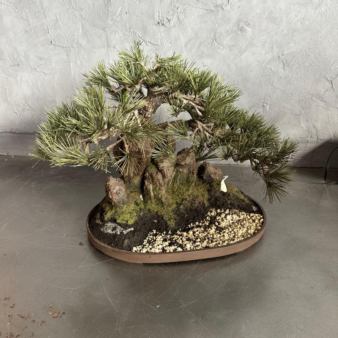 フェイク！中型盆栽 苔と土の植え込みの鉢