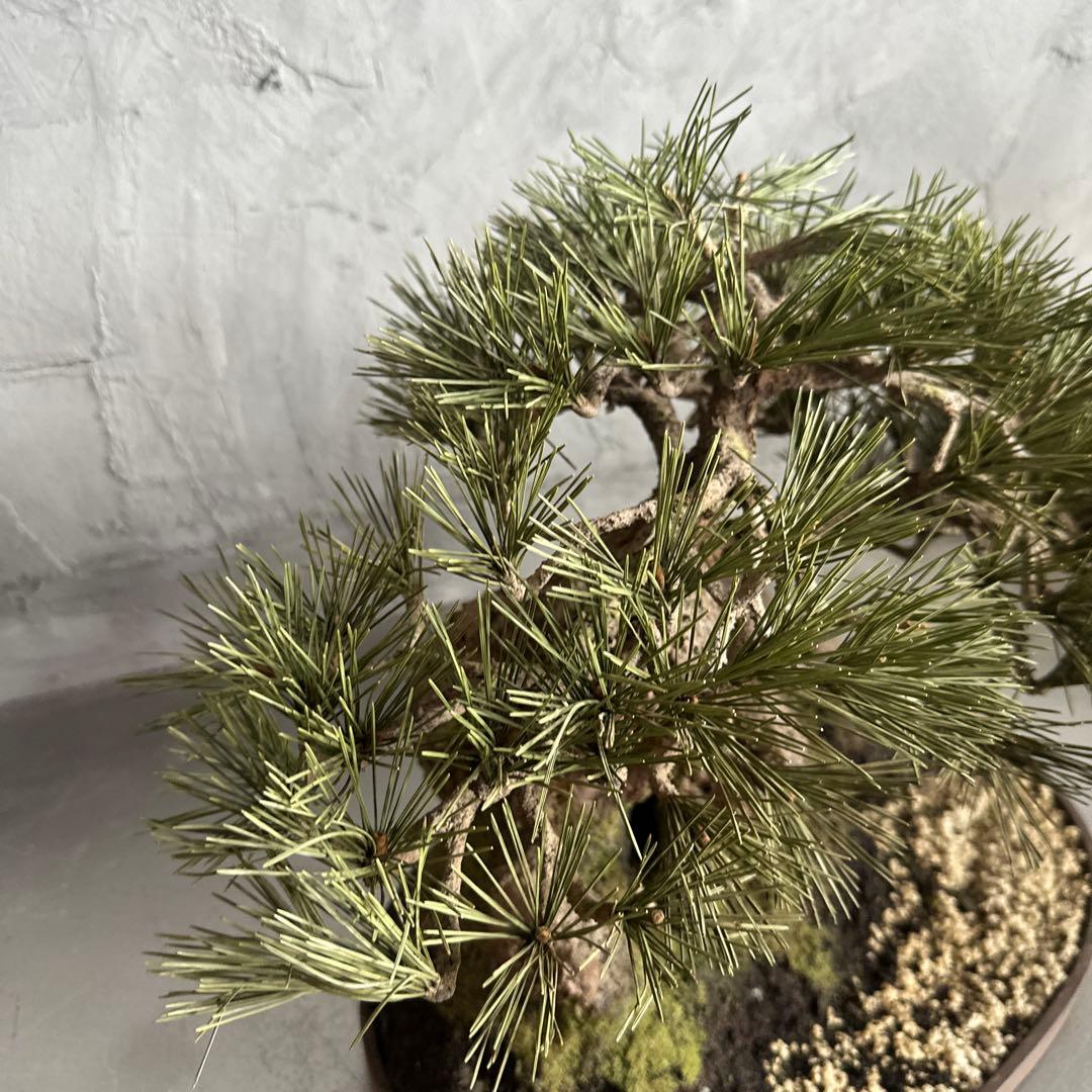 フェイク！中型盆栽 苔と土の植え込みの鉢