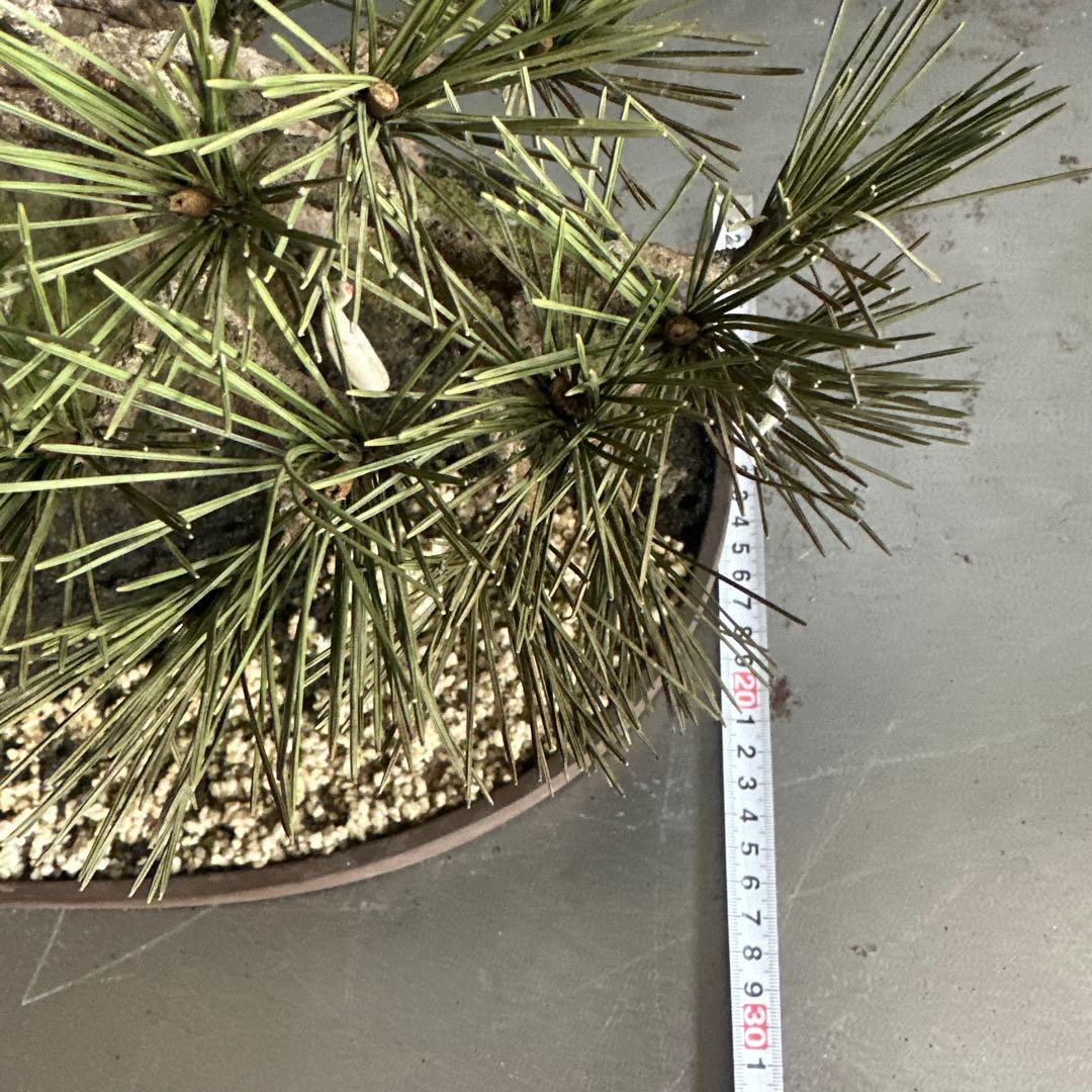 フェイク！中型盆栽 苔と土の植え込みの鉢