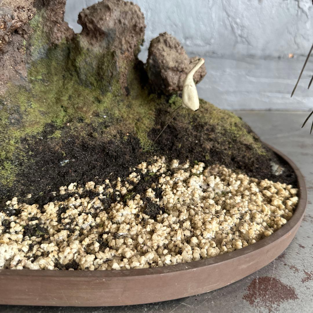 フェイク！中型盆栽 苔と土の植え込みの鉢