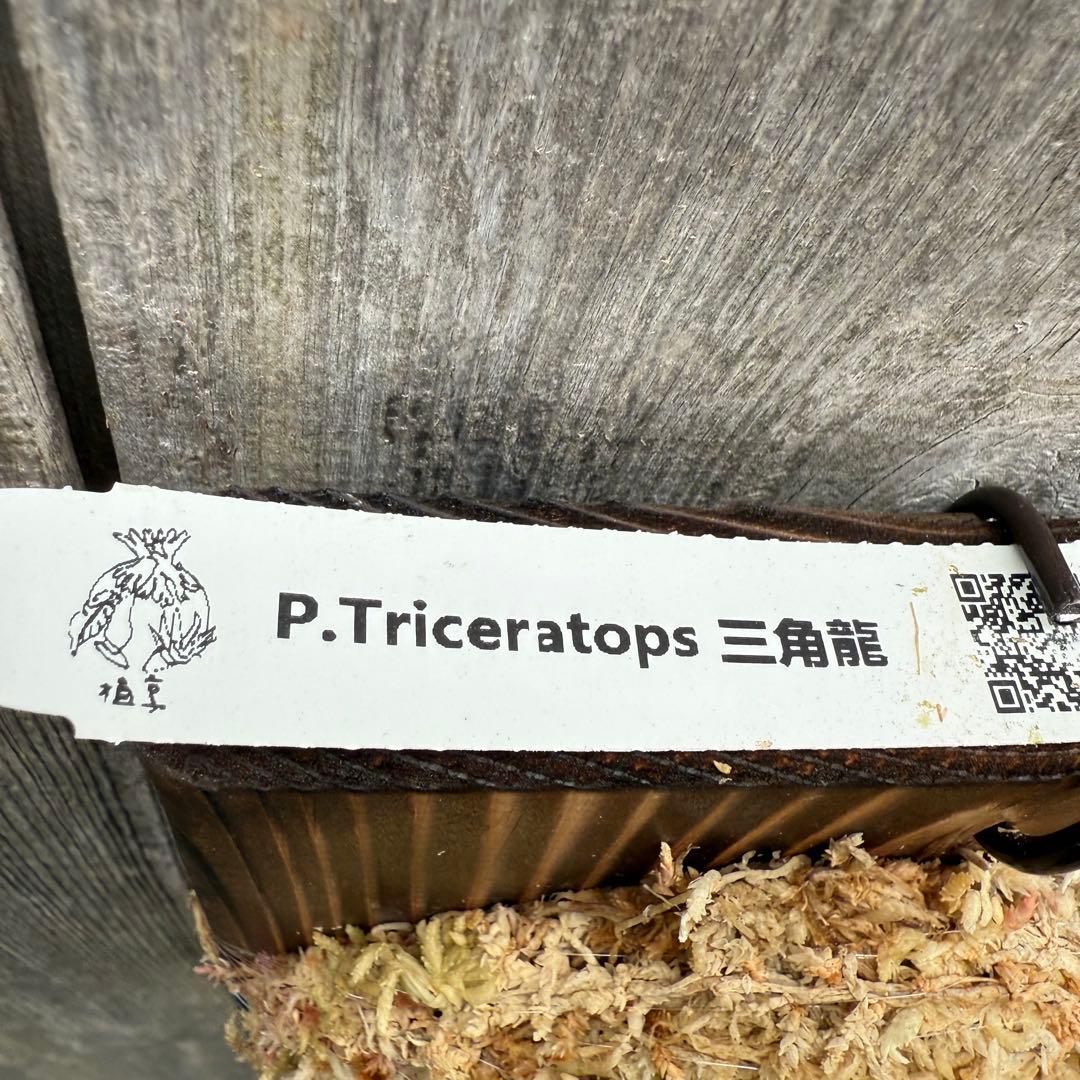 P.Triceratops (三角龍) pup ビカクシダ