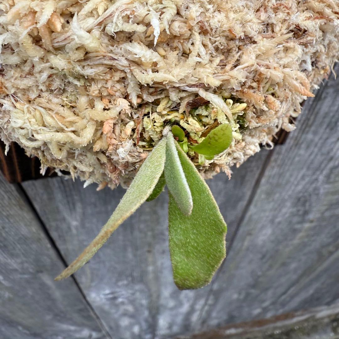 P.Triceratops (三角龍) pup ビカクシダ