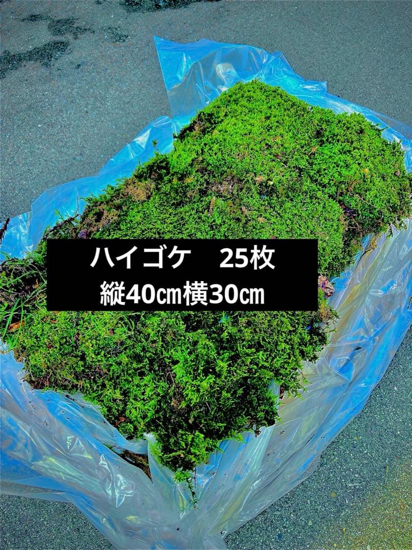 ハイゴケ　25枚