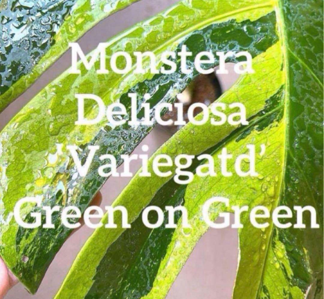 【超希少】Monsteradeliciosa ‘v’Green on Green
