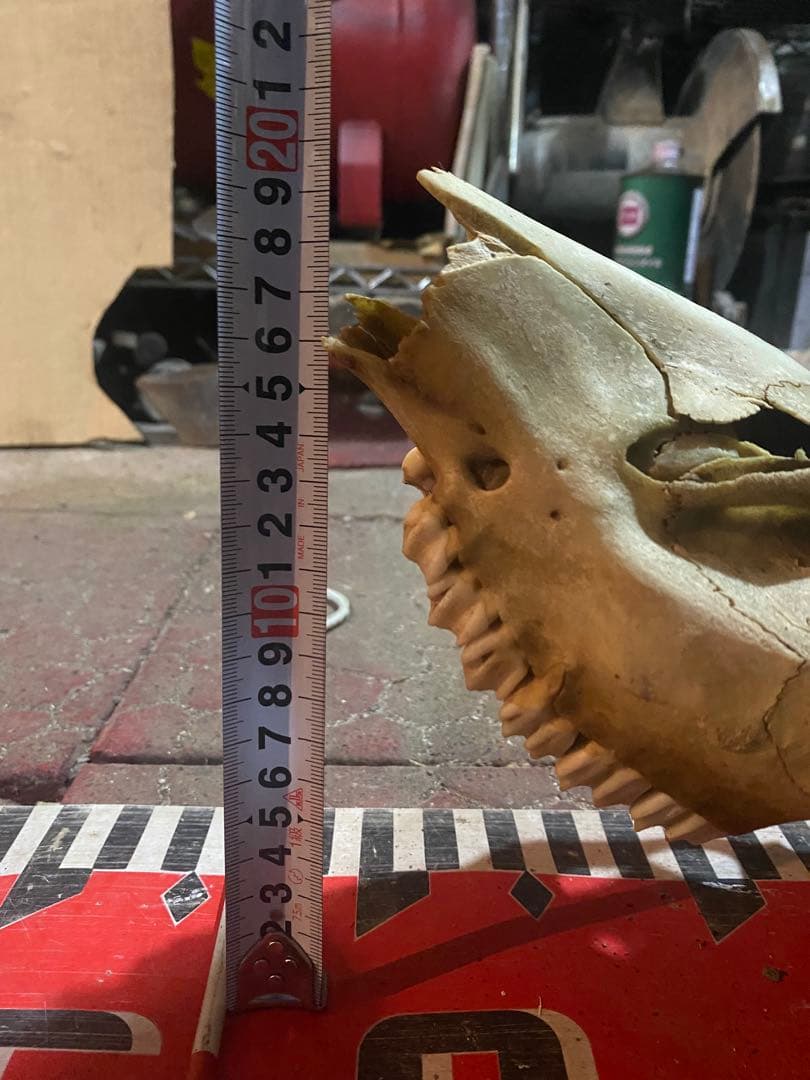 蝦夷鹿hunting trophy（deer skull）