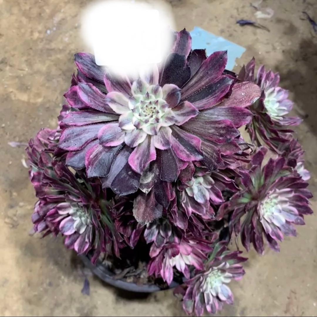 雲彩カット苗サイズを見る¥999-1999