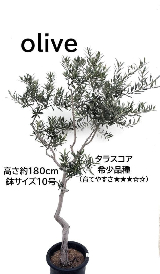 オリーブの木　タラスコア　10号　180cm　K-74　一点物　希少品種　観葉
