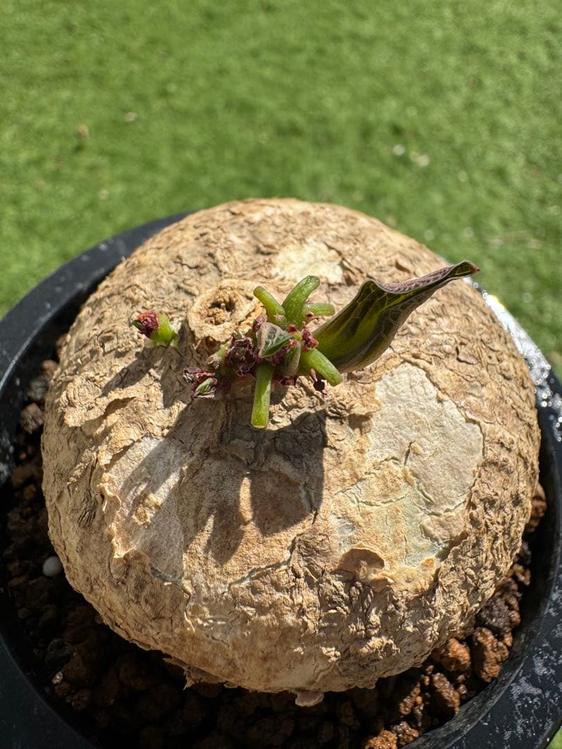 アデニア・オバタ Adenia Ovata 発根管理中株