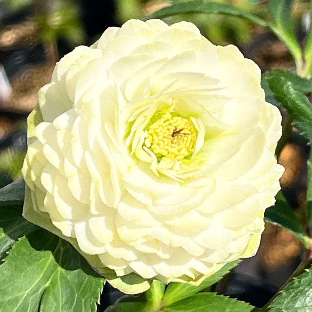 ま*️様 ☘️唯一無二☘️超レア☘️根充実❤️3239⭐️超スーパー多弁⭐️小輪