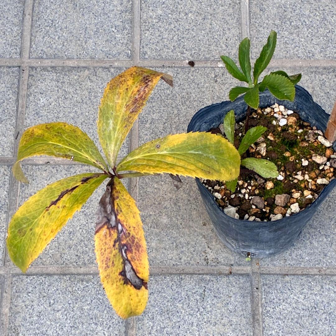 ま*️様 ☘️唯一無二☘️超レア☘️根充実❤️3239⭐️超スーパー多弁⭐️小輪