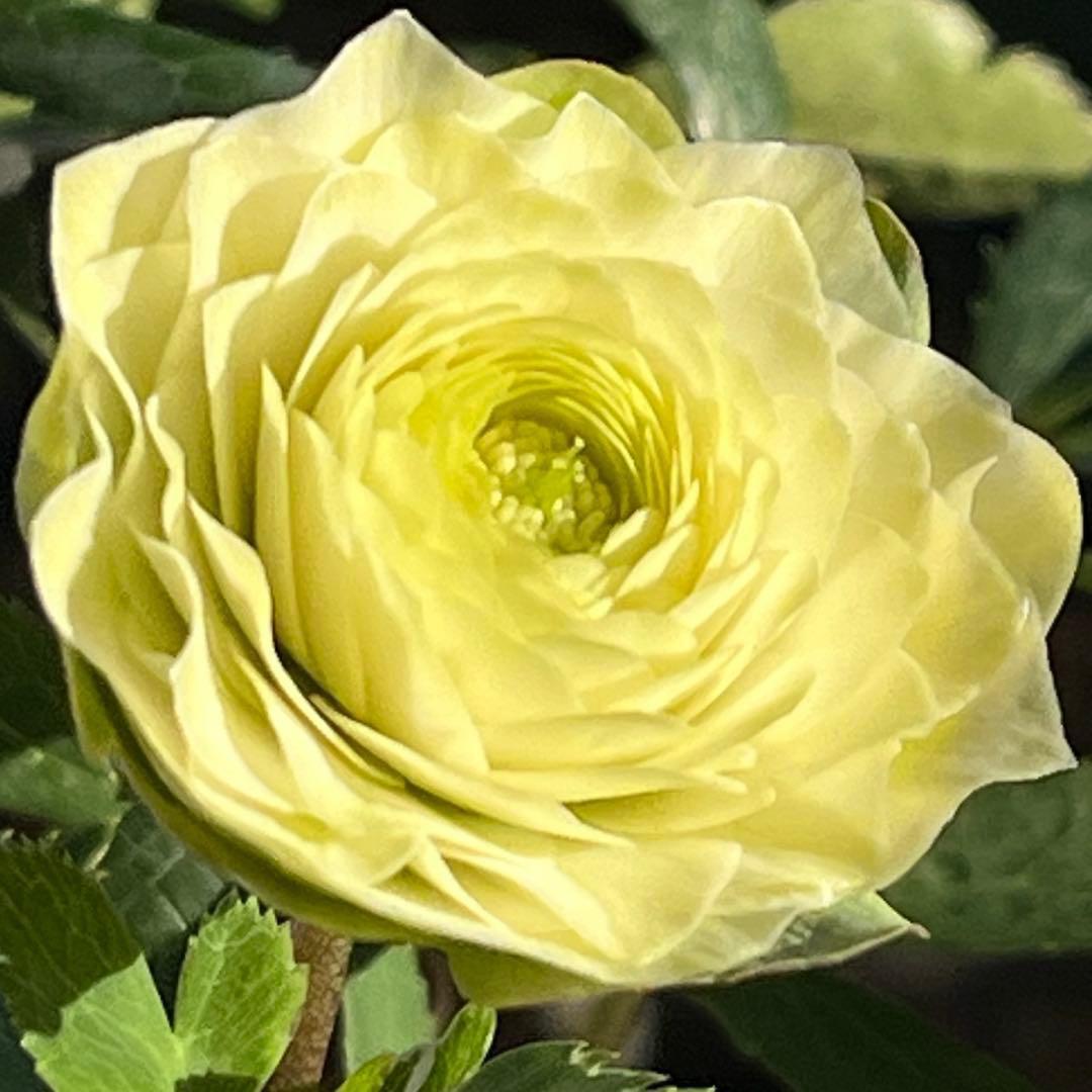 ま*️様 ☘️唯一無二☘️超レア☘️根充実❤️3239⭐️超スーパー多弁⭐️小輪