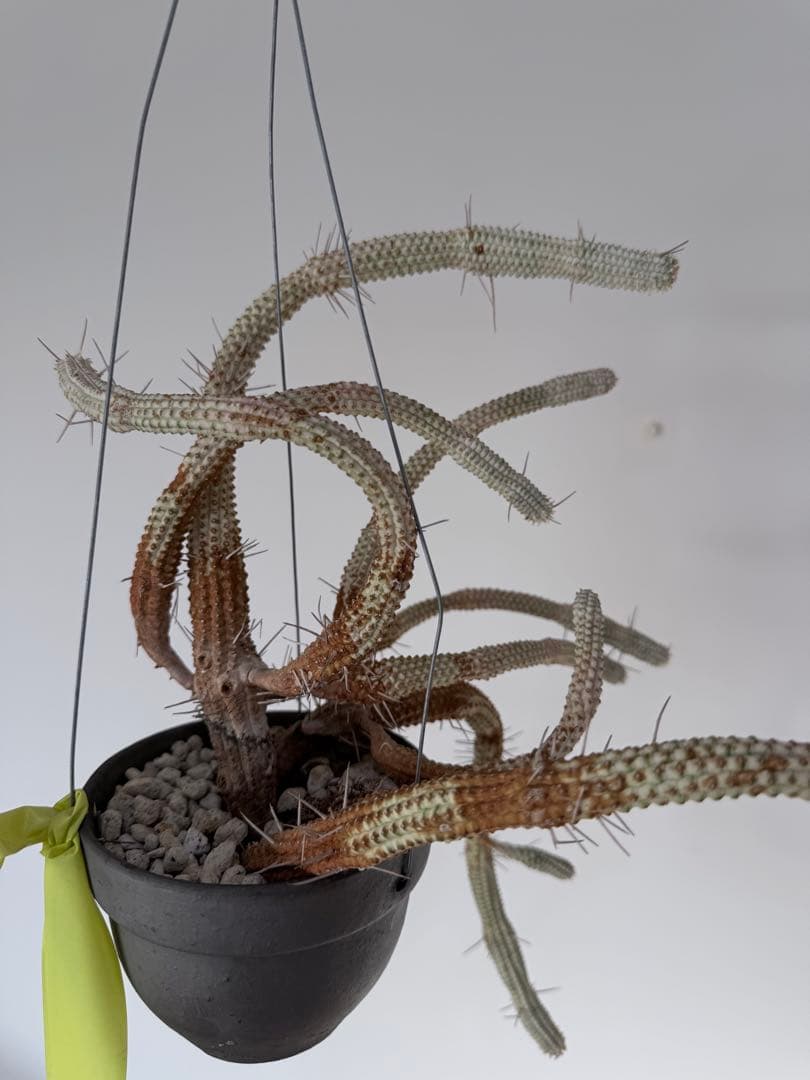 白樺キリン ユーフォルビア 多肉植物 吊り仕様　SOLSO