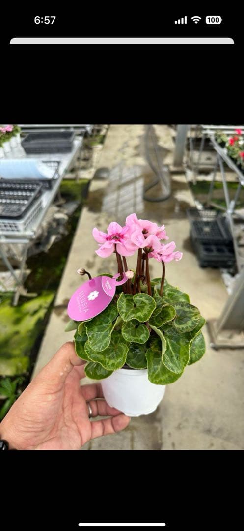 世界初上向き新品種シクラメン イリュージア 10.5cm