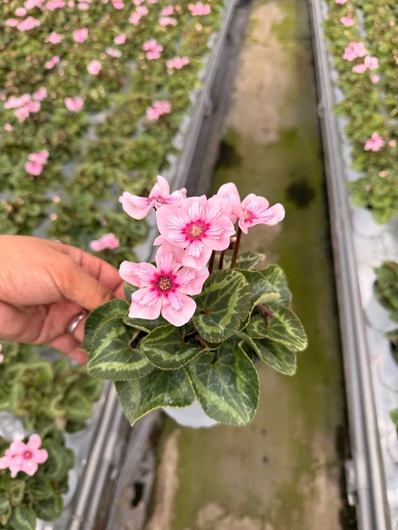 世界初上向き新品種シクラメン イリュージア 10.5cm