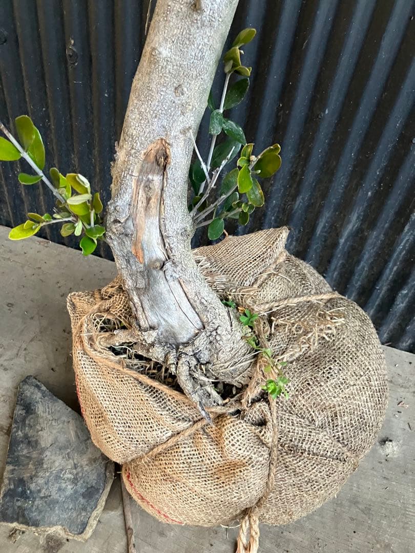 古木　オリーブの木　ルッカ