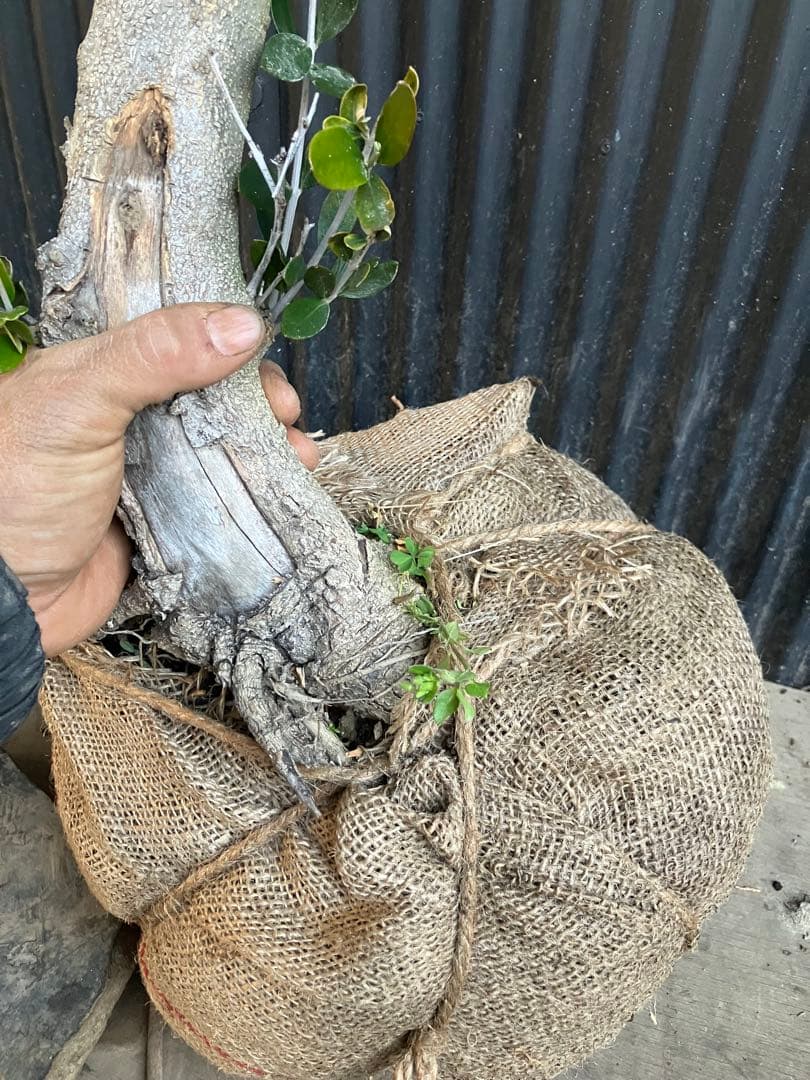 古木　オリーブの木　ルッカ