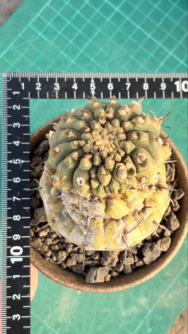 Youtubeショート商品登場　05 ギムノカリキウム　陶器鉢付　小品盆栽