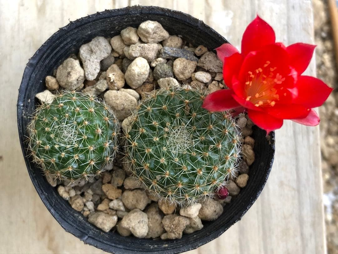 花サボテン　レブチア　宝山　抜き苗