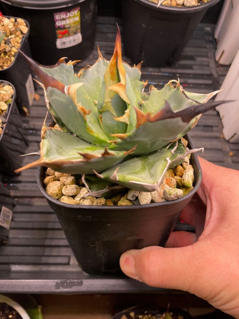 チタノタブルー実生　選抜