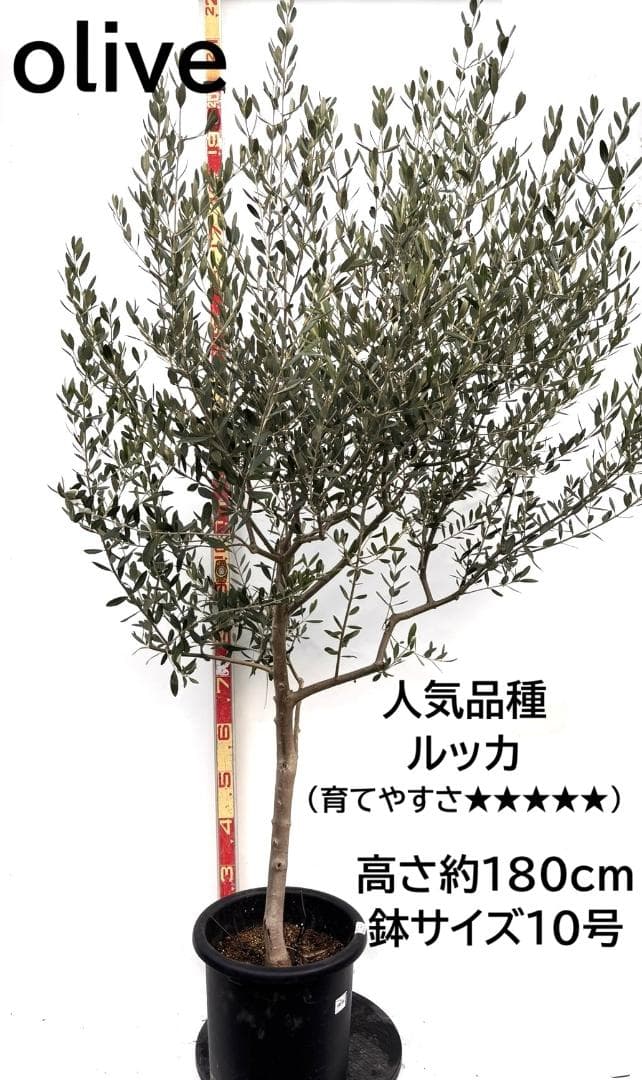 オリーブの木　ルッカ　10号　約180cm　K-286　人気品種　現品掲載