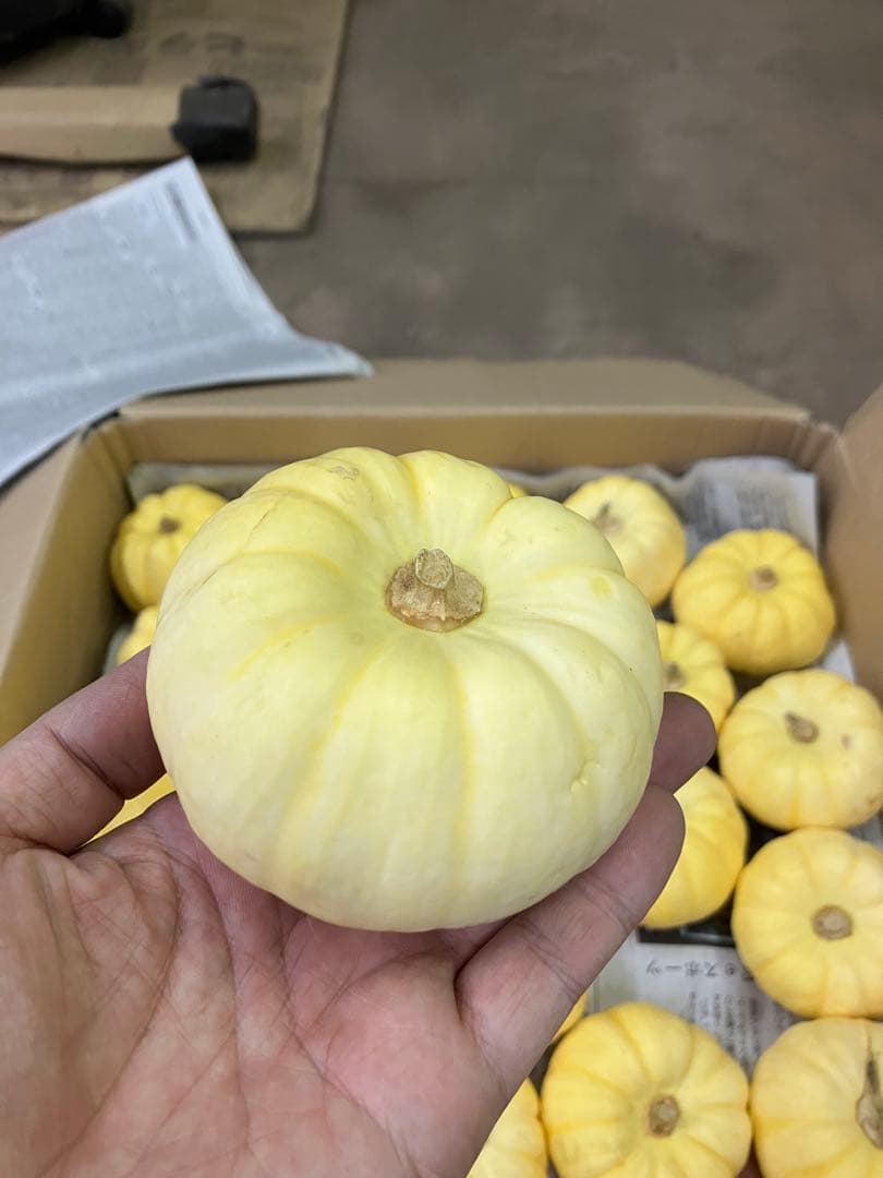 ハロウィン用　ミニカボチャ(プッチーニ)2025#5