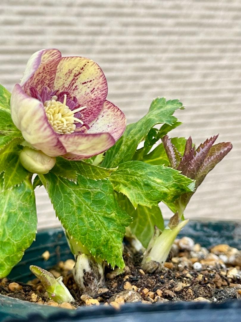 クリスマスローズ苗　⭐️157 sdホワイトブロッチ✖️ddエクリプスゴールドタイプ